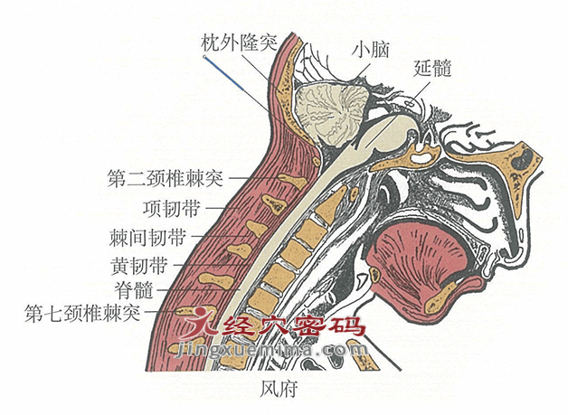 風(fēng)府穴：督脈之氣在此吸濕化風(fēng):吸風(fēng)罩